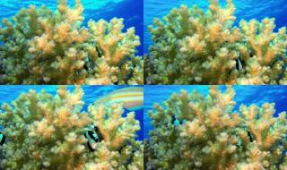 qq梦幻海底世界辅助